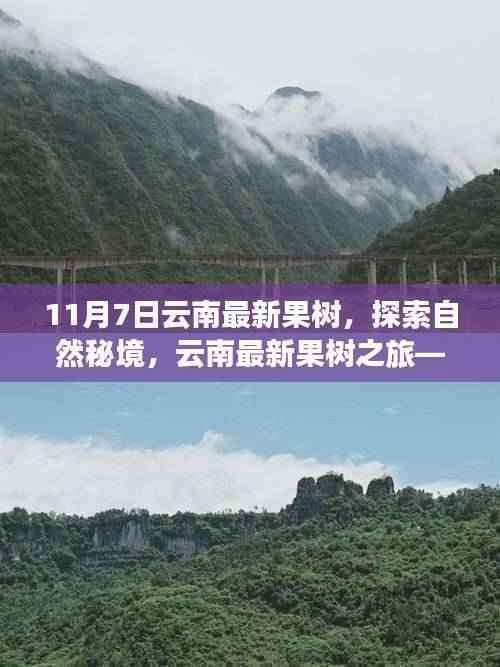 云南最新果树探索之旅,自然秘境中的宁静与笑声