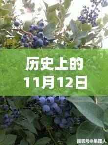 怡颗莓蓝莓的奇缘,历史深处的蓝莓故事与隐秘瑰宝