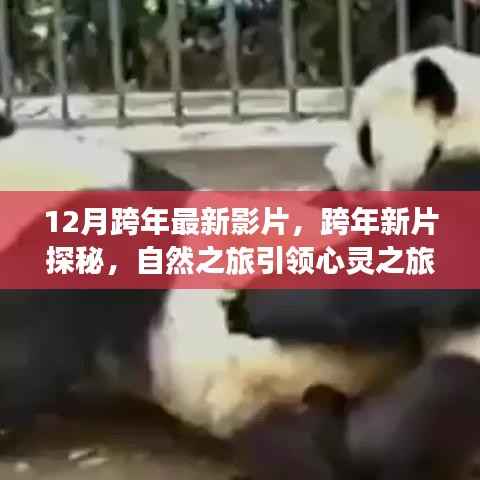 跨年新片探秘,自然之旅引领心灵之旅,启程心灵宁静之旅