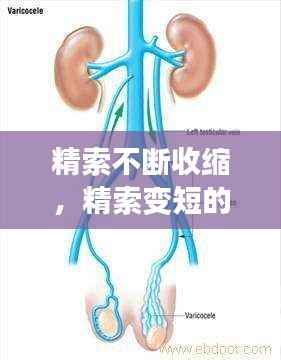 精索不断收缩,精索变短的原因
