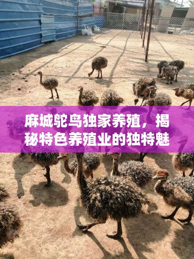 niaojingshucuan 第8页