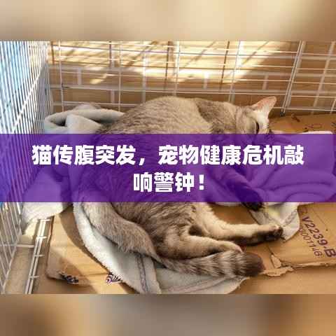 猫传腹突发，宠物健康危机敲响警钟！