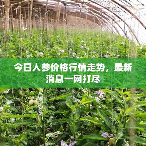 今日人参价格行情走势，最新消息一网打尽