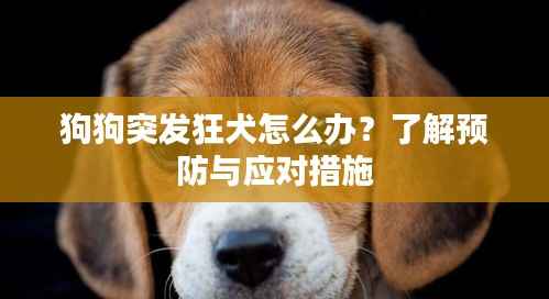 狗狗突发狂犬怎么办?了解预防与应对措施