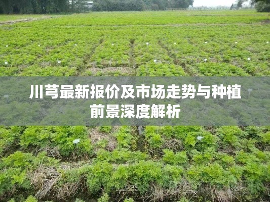 川芎最新报价及市场走势与种植前景深度解析