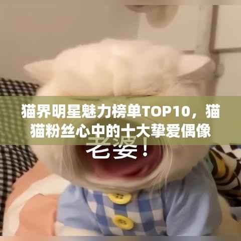 猫界明星魅力榜单TOP10,猫猫粉丝心中的十大挚爱偶像