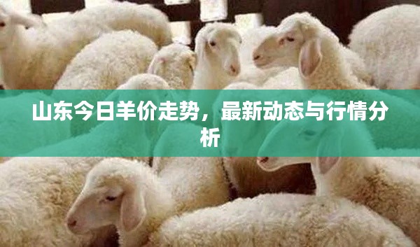 山东今日羊价走势，最新动态与行情分析