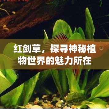 红剑草,探寻神秘植物世界的魅力所在